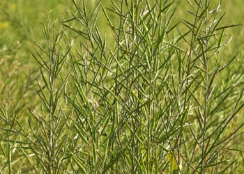 Lack of oil extraction machine hampers Dagana’s mustard growers