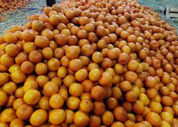 Orange prices hit new high in Samdrup Jongkhar
