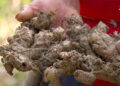 Martshala ginger farmers fear low yields due to plant losses