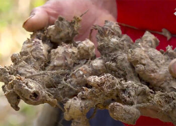 Martshala ginger farmers fear low yields due to plant losses