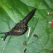 Bhutan discovers 17 new snail and slug species, all new to science