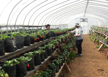 Young couple turns farming experience and training into thriving strawberry farming business, Dagana