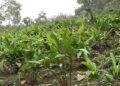 Pema Gatshel’s Labar villagers reap benefits of cardamom farming