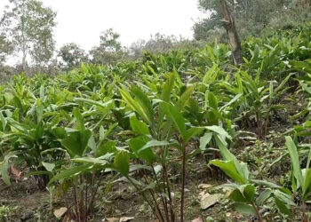 Pema Gatshel’s Labar villagers reap benefits of cardamom farming