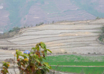 Bjagphu farmers to revive paddy cultivation
