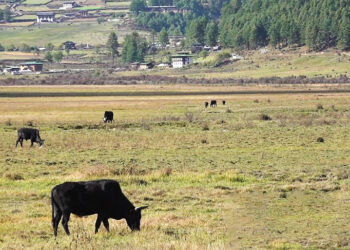 CNR-Tarayana research reveals 50% jump in livestock and crop income loss