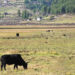 CNR-Tarayana research reveals 50% jump in livestock and crop income loss