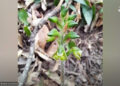 A new orchid species discovered in Punakha and Wangdue Phodrang