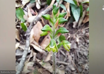 A new orchid species discovered in Punakha and Wangdue Phodrang