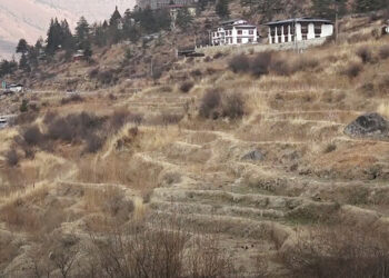 Farmers in Maedwang and Genye Gewogs fear another year without paddy transplantation