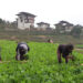 Bjaphu Chiwog farmers thrive with winter vegetable cultivation – Wangdue Phodrang
