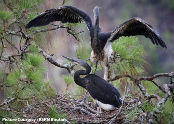 White-bellied Heron conservation efforts uplift rural communities