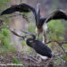 White-bellied Heron conservation efforts uplift rural communities