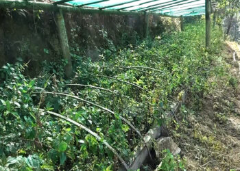 From wild harvesting to sustainable growth: A new chapter for Pouzolzia