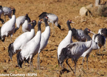 Black-Necked Crane population on rise