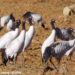 Black-Necked Crane population on rise