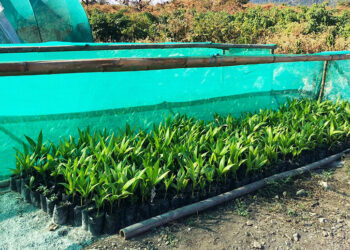 200,000 trees planted so far as Bhutan Ecological Society targets 10 M trees by 2030