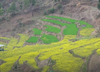 Restored irrigation boosts winter cropping and livelihoods in Phangyuel Gewog, Punakha