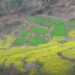 Restored irrigation boosts winter cropping and livelihoods in Phangyuel Gewog, Punakha