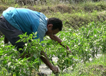 Farmers in Tsirang gear up for first harvest of early Bhutanese chillies
