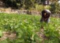 Off-season vegetable farming brings profits for Chhali farmers