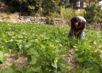 Off-season vegetable farming brings profits for Chhali farmers