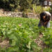 Off-season vegetable farming brings profits for Chhali farmers