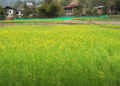 Punakha distributes mustard seeds worth Nu 1 M to boost cooking oil self-sufficiency