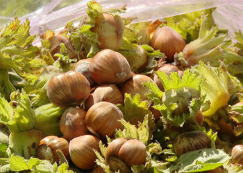 Mountain Hazelnuts Venture secures USD 7.9 M for climate-resilient farming initiatives