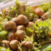 Mountain Hazelnuts Venture secures USD 7.9 M for climate-resilient farming initiatives