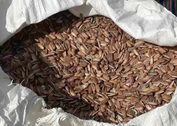 Khar Gewog starts large-scale sunflower cultivation for oil production