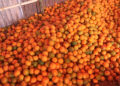 Bhutan exports oranges worth over Nu 760 M last year