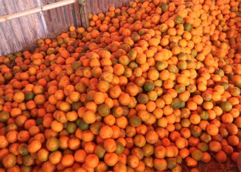 Bhutan exports oranges worth over Nu 760 M last year