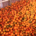 Bhutan exports oranges worth over Nu 760 M last year