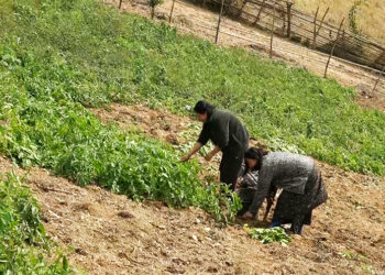 Shali village farmers replace orange with potatoes for better income, Pema Gatshel