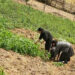 Shali village farmers replace orange with potatoes for better income, Pema Gatshel