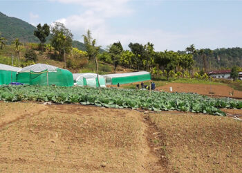 Sangshingzor Vegetable Group eyes expansion amid growing demand and water shortages, Samdrup Jongkhar