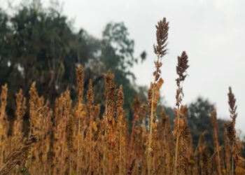 Chhukha focuses on scaling up quinoa production despite setbacks   
