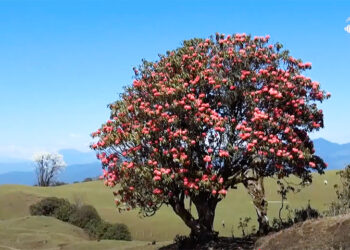 Sheytemi valley readies to host Rhododendron Week, Merak
