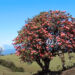 Sheytemi valley readies to host Rhododendron Week, Merak