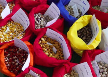 Samdrup Jongkhar hosts first-ever seed fair to promote culture of seed-saving