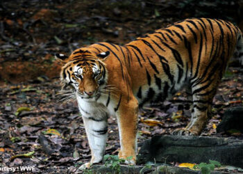 Nu 46 M allocated for tiger conservation in 2024, focus on anti-poaching and habitat preservation