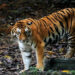Nu 46 M allocated for tiger conservation in 2024, focus on anti-poaching and habitat preservation