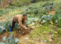 Mixed farming leads to farming success in Lumang, Trashigang