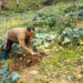 Mixed farming leads to farming success in Lumang, Trashigang
