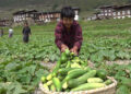 Farmers in Dzomi Gewog turn to cucumber for extra income