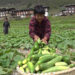Farmers in Dzomi Gewog turn to cucumber for extra income