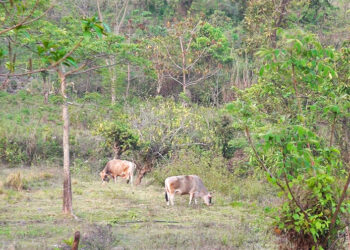 Dewathang farmers call for swift action on compensation scheme amid rising livestock depredation