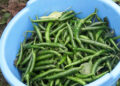 Farmers’ group in Sarpang enjoy abundant chilli harvest