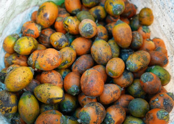 Betel nut exports halt again as clearance certificate from India expires, Samtse